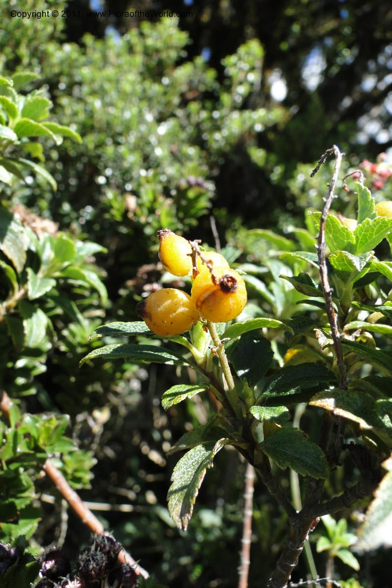 Ribes ecuadorense, Ulloa 2103--Ecuador. P. N. Sangay. 6 June 2011. 231 (6).jpg
