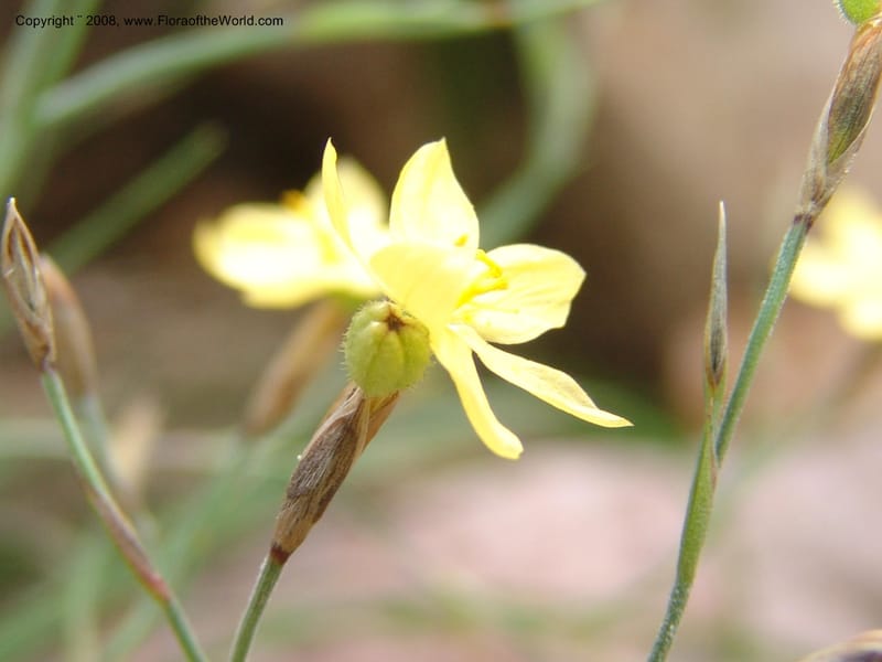 Sisyrinchium, 5651 R--MX. Oaxaca. Oaxaca. Jardin Etnobotanico. 5 Aug 2007. 002.jpg