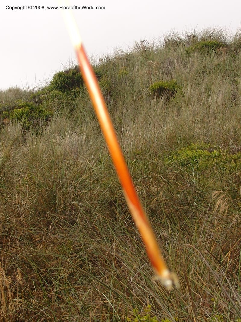 Juncus breweri, CDavidson10911--CA. Mendocino Co.  N of Pt Arena. 25 Jun 06.055.jpg