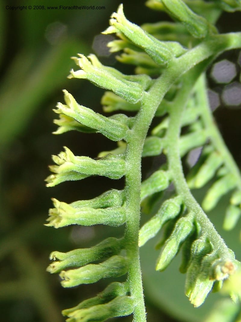 Tournefortia acutiflora--CA. San Francisco Botanical Garden (Strybing Arb.). 30 Mch 06. 147.jpg