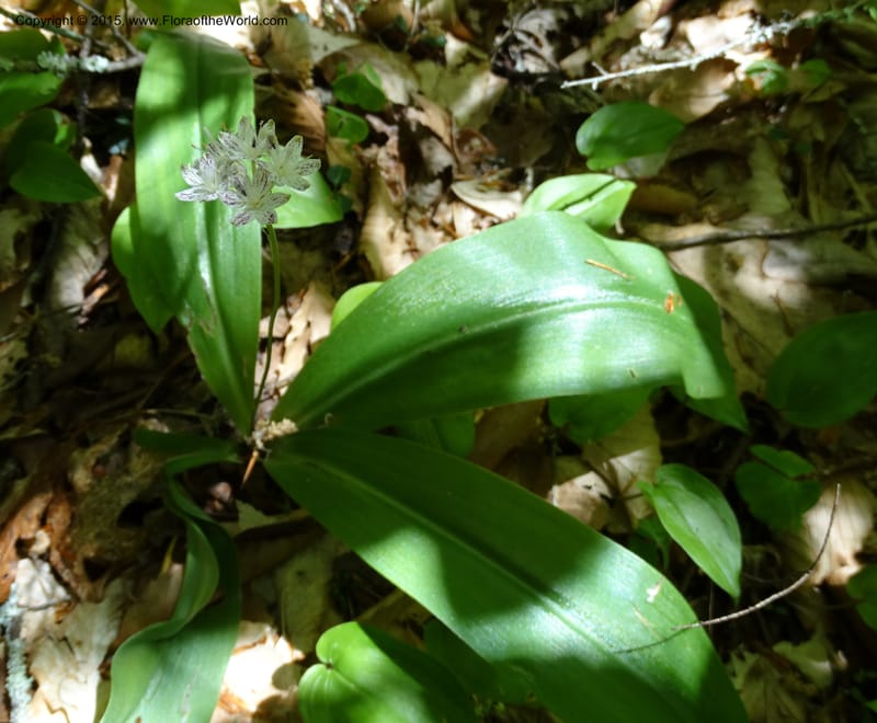 Clintonia umbellulata, Davidson, C 12988--North Carolina. Clay Co. Perry Gap Rd, Barnard's Cr. 13 May 2015. DSC04860 (258).JPG