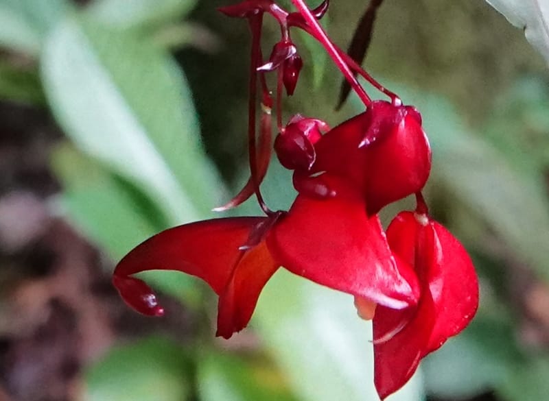Impatiens, C. Davidson 13908--Gabon. M de C. Sent. Andok. 28 Oct 2018. DSC09339 (347).JPG