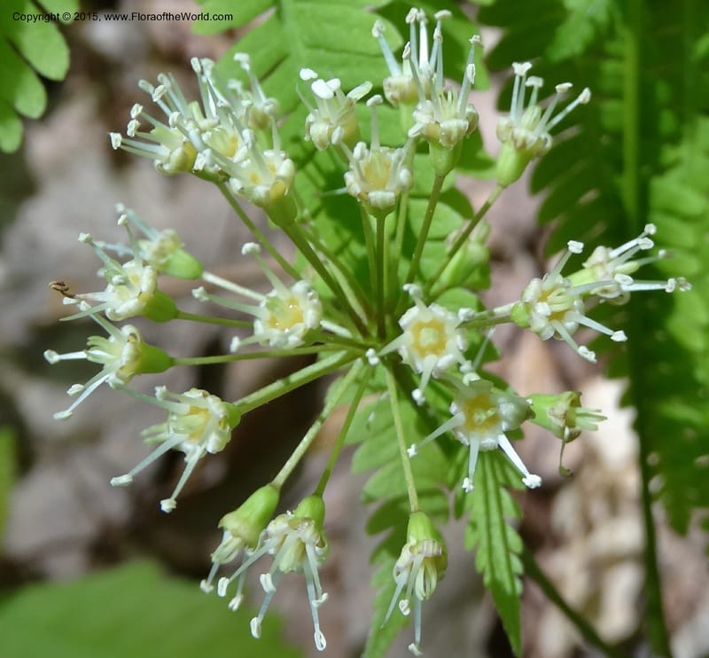 Aralia nudicaulis, Davidson, C 12999--North Carolina. Macon Co. Horse Cove Rd. 14 May 2015. DSC05455 (36).JPG
