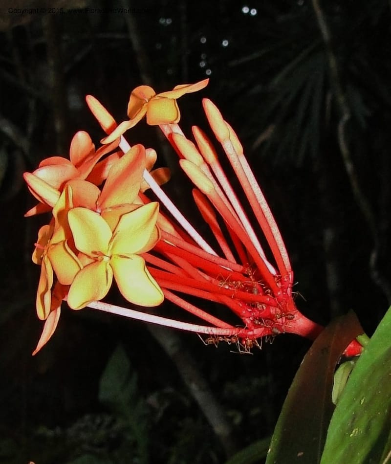 Ixora, Regalado 1907--Viet Nam. Hon Ba Nature Res. 12 May 2011. 359 (7).jpg