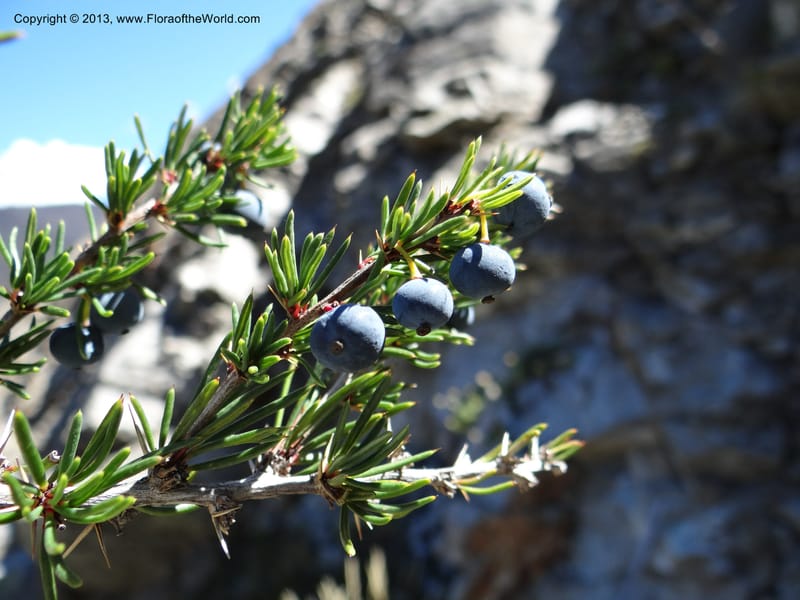 Berberis empetrifolia, WDS 34128--Chile. P.N. Laguna del Laja. Ski lodge. 18 Feb 2013. DSC01783 (178).JPG