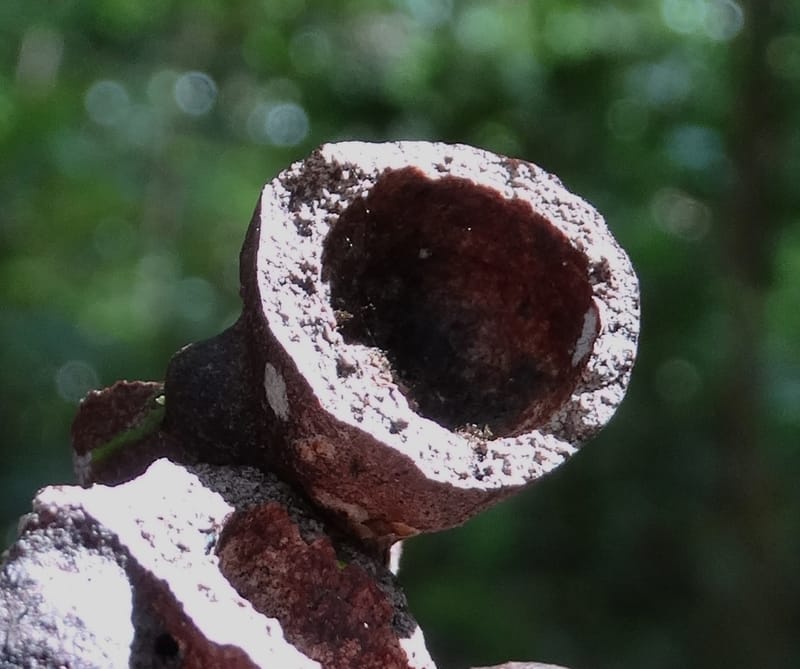 Alectryon hirsutus, Munzinger, J 7422--New Caledonia. Foret du Koghi. 13 Nov 2015. DSC02196 (69).JPG