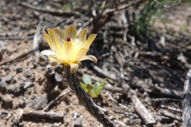 Pterocactus tuberosus--Argentina. Hwy 150, S of Ischigualasto. 7 Feb 2018. DSC09263 (73).JPG