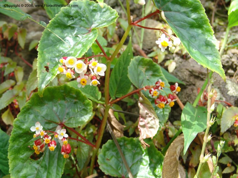Begonia--Cameroon. Limbe Garden. 12 Oct 04. 150.jpg
