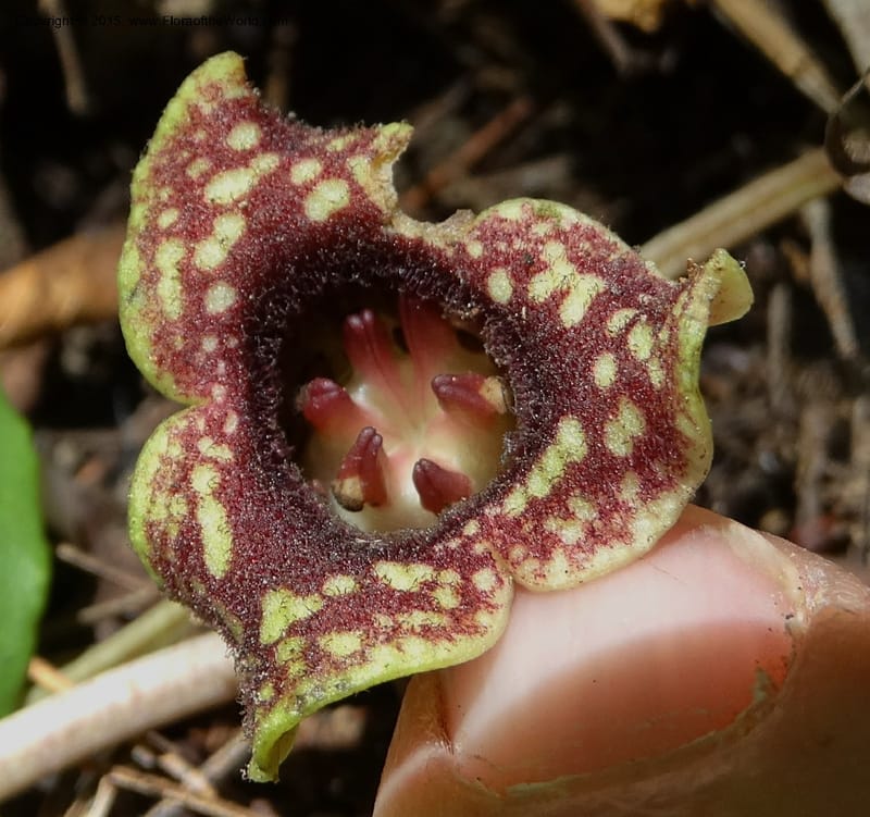 Asarum minus, Davidson, C 13010--Tennessee. Greene Co. Paint Rock, Paint Cr. 15 May 2016 (37).JPG