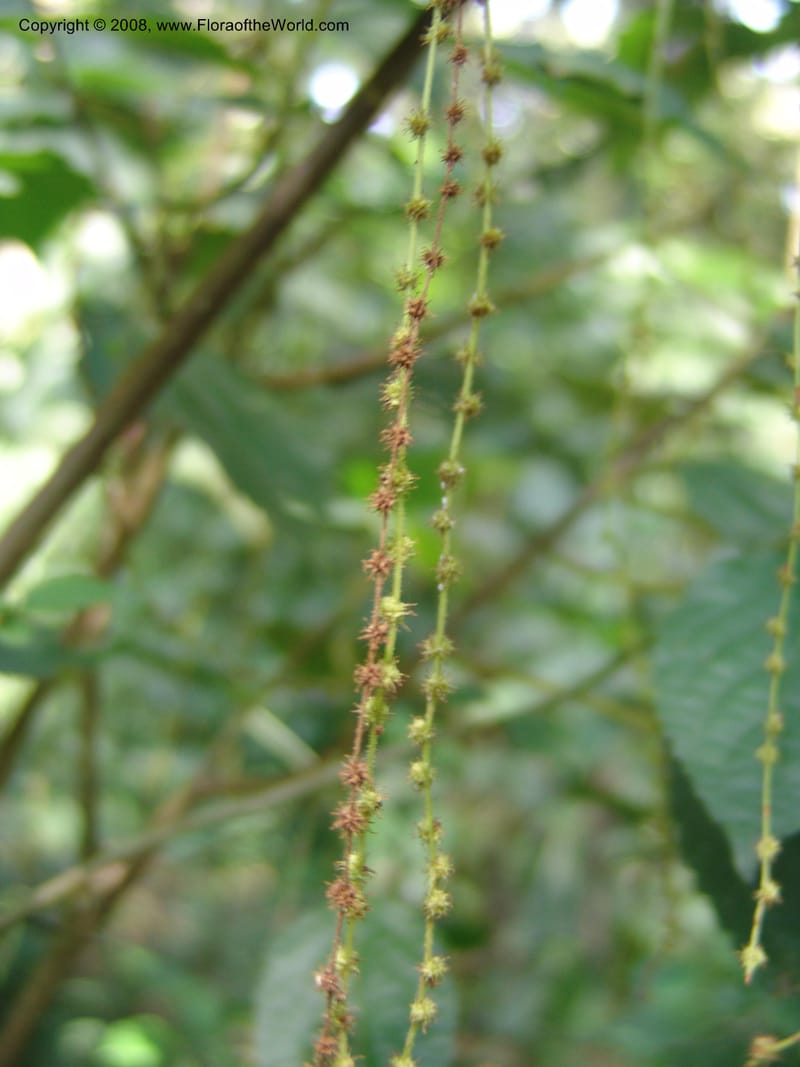 Boehmeria macrophylla--Kenya. Kakamega Forest. 8 Jul 04. 152.jpg