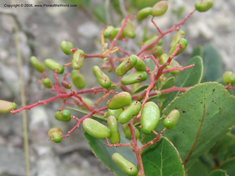 Apodytes abbottii--So.Africa. E. Cape. Umtamvuna Nat. Res. 11 Mch 05. 009.jpg