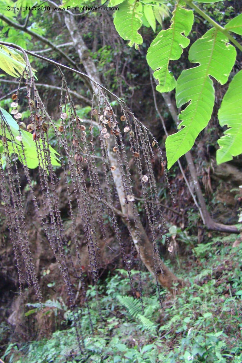 Rhoiptelea chiliantha, Regalado 1624--Viet Nam. Lao Cai Prov. Sa Pa Distr. Thac Bac. 5 Apr 09 034.jpg