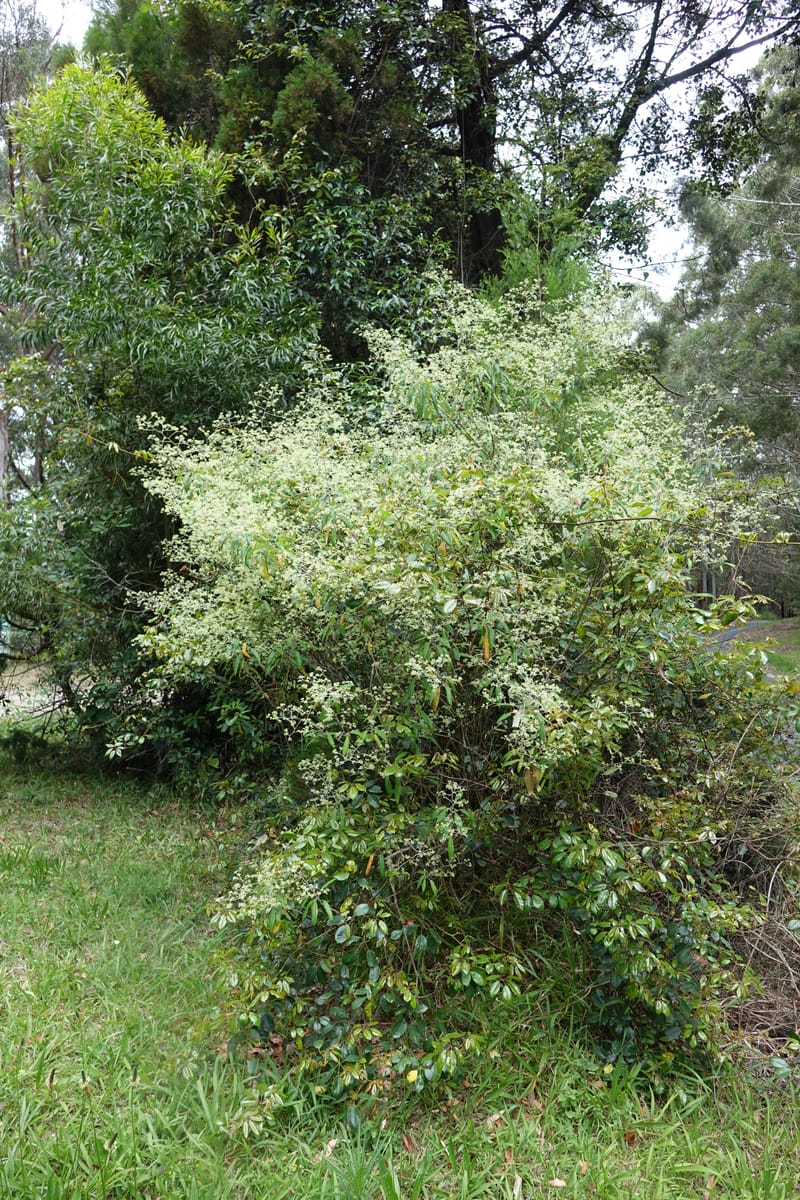 Astrotricha latifolia, Davidson, C 13352--Australia. Qld. Springbrook R (23).JPG