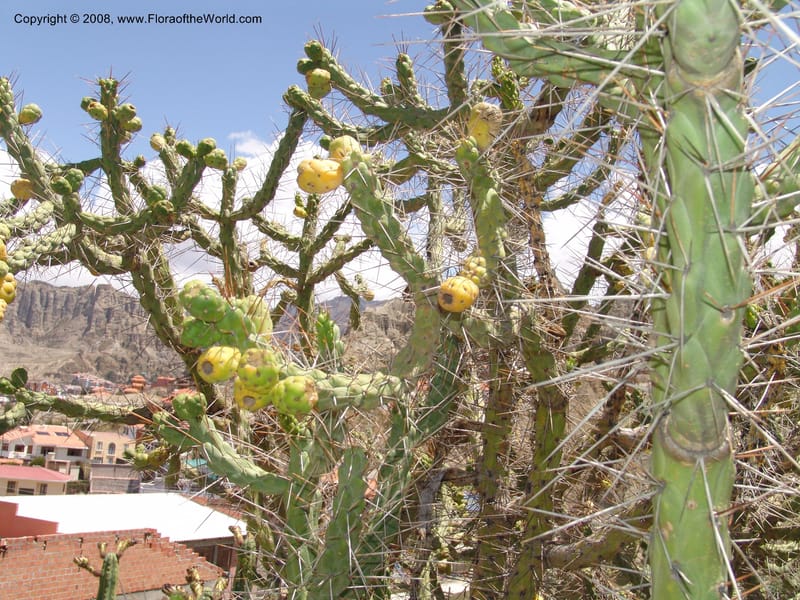 Opuntia subulata--Bolivia. La Paz. Jardin Botanico La Paz. 3 Dec 04. 131.jpg