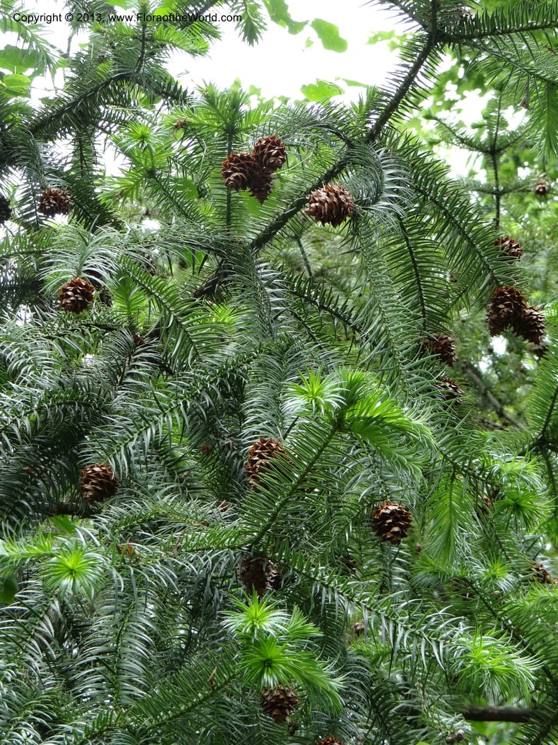 Cunninghamia lanceolata, Davidson, C 11976--China. Zhejiang Prov. Tian Mu Shan. 1 Jun 2012. DSC01264 (193).JPG