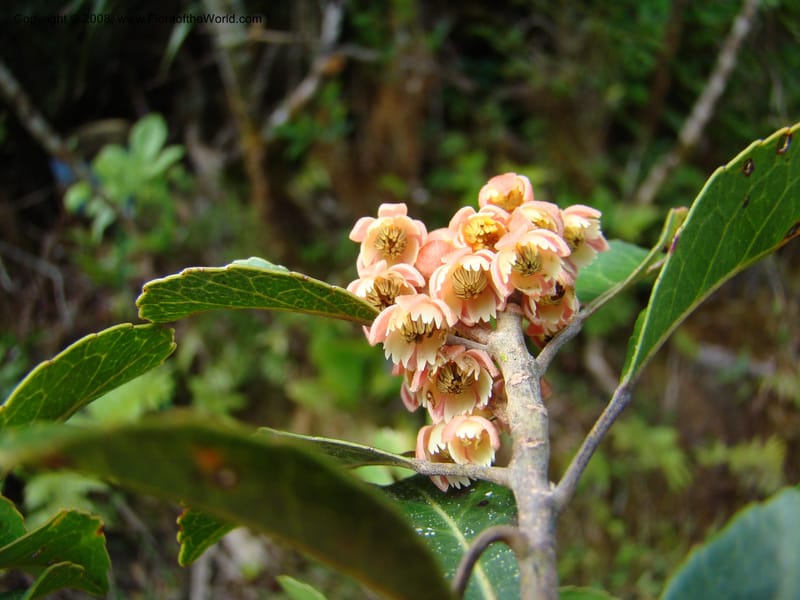 Elaeocarpus, JMunzinger4750--New Caledonia. Mandjelia. 13 Nov 07. 061.jpg