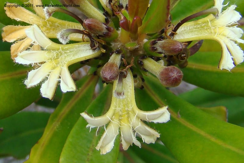 Scaevola , M. Callmander 795--New Caledonia. Mont Dore. 20 Jan 2010. 001 (32).jpg