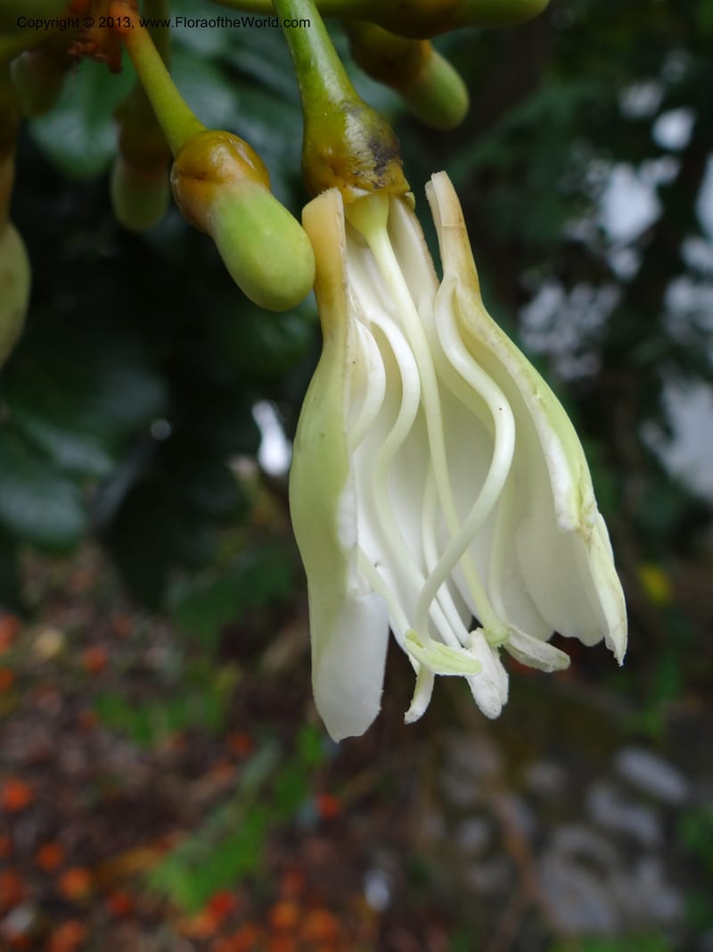 Fagraea, S.98879--Malaysia, Sarawak. Kubah Nat. Park. 28 Mar 2012. DSC05973 (67).JPG