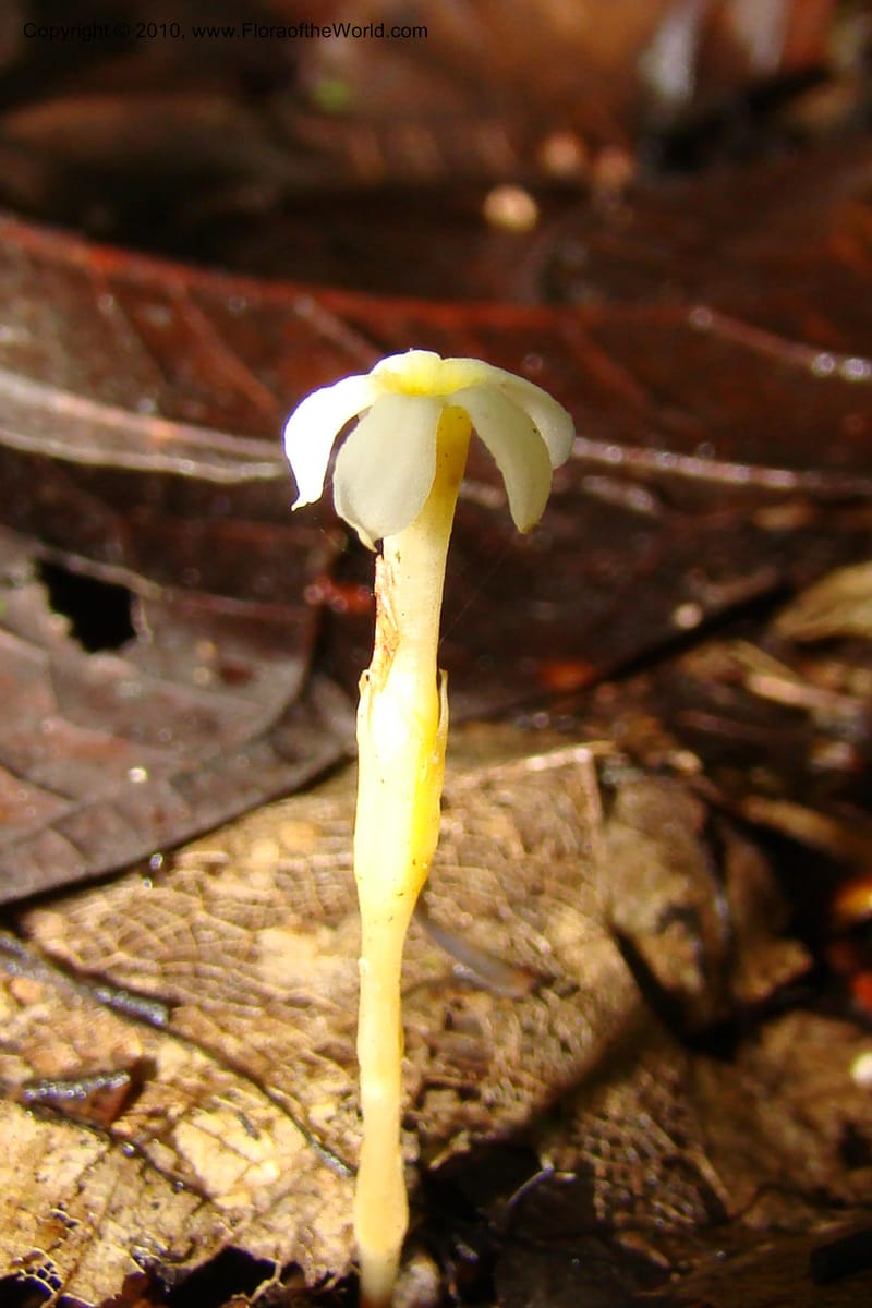 Voyria, R. Vasquez 34986--Peru. Loreto. Dto. Parinari. Tacshacocha. R. Samiria. 16 Nov 08. 378.jpg
