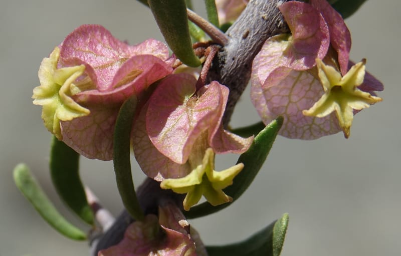 Bougainvillea spinosa, Fortunato 13089--Argentina. Hwy 150 W of Jachal. 5 Feb 2018. DSC08346 (101).JPG