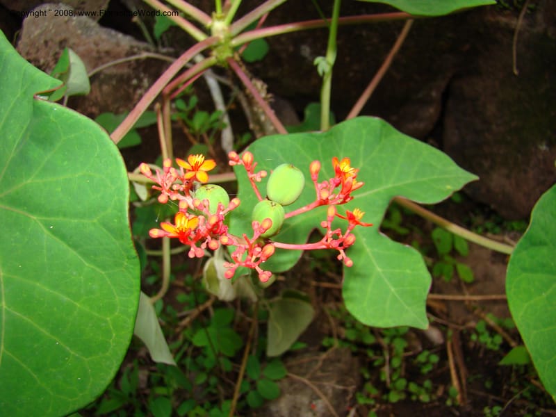 Jatropha podagrica, not coll.--Nicaragua. Esteli. Rd to Miraflores, N of Esteli. 17 Jun 08. 052.jpg