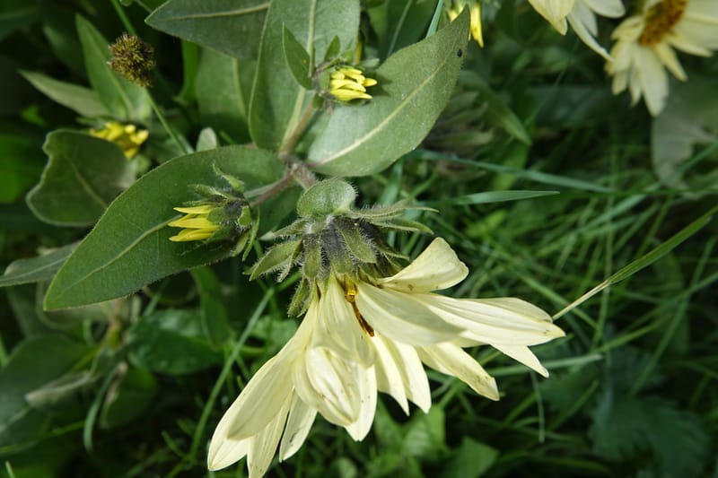 Wyethia amplexicaulis, C. Davidson 13642--ID. Fremont Co. Henry's Fork Lodge. 16 Jun 2017. DSC02055 (4).JPG
