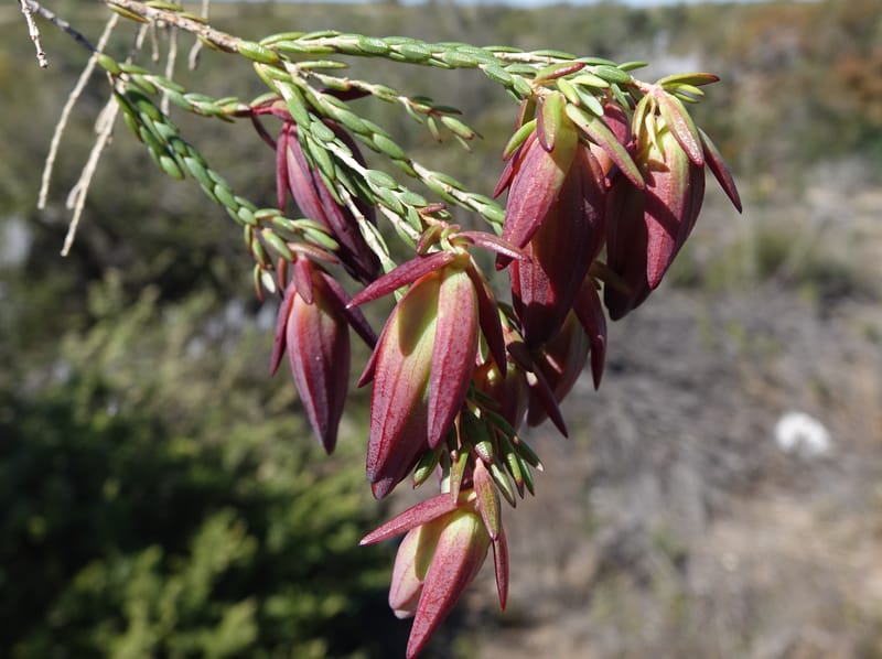 Darwinia speciosa, Davidson, C 13415--Australia. Kingia locality. 23 Oct 2016. DSC04566 (108).JPG