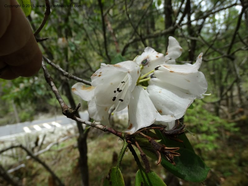 Rhododendron, Boufford, D 43643--China. Sichuan. XiaYingShan to XiangZhai. 10 May 2014. DSC05109 (140).JPG