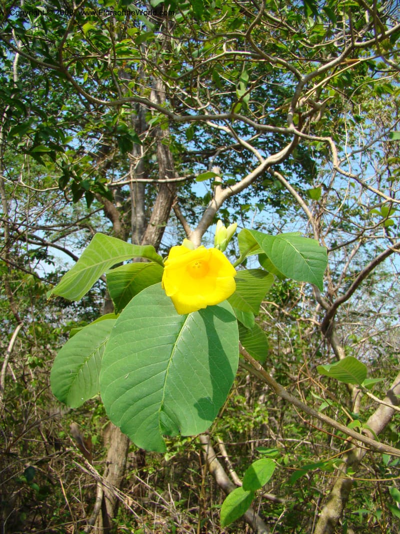 Stemmadenia obovata--Costa Rica. Guanac. Palo Verde Biol. Sta. 6-7 Apr 08. 037.jpg
