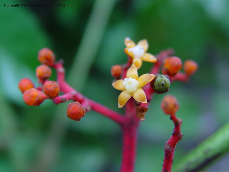 Leea guineensis--Cameroon. Mt. Cameroon. 6 Dec 03. 089.jpg