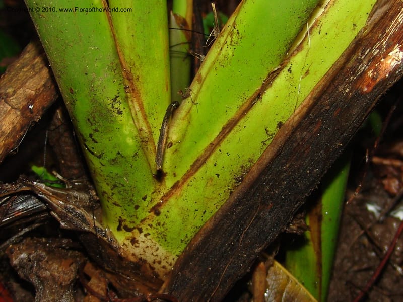 Calathea, Croat 96199--Ecuador. Edo. Guaya. Manglares Churute Ecol. Res. 21 Mar 06. 189 (7).jpg