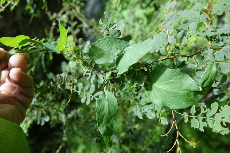 Codonopsis, C. Davidson 13768--China. Sichuan. Yibailingba-gou. 12 Aug 2017. DSC04660 (97).JPG