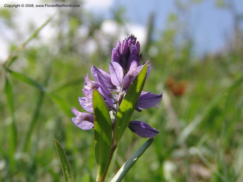 Polygala alpicola--Georgia. Kazbeki . Trail-road to Sameba Church. 2 Jun 05. 023.jpg