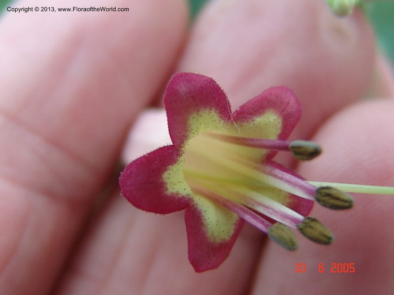 Phygelius capensis--Chicago. Garfield Park Conservatory. 6-05. 039 (3).jpg