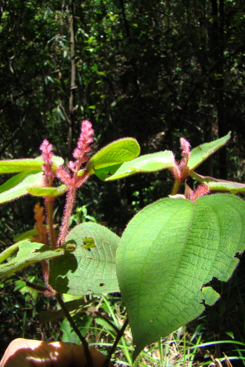 Allomorphia inaequifolia, Regalado 1746--Viet Nam. Thua Thien Hue Prov. Phu Loc Distr. Bach Ma. 13 Apr 09. 317.jpg