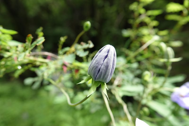 Codonopsis, C. Davidson 13768--China. Sichuan. Yibailingba-gou. 12 Aug 2017. DSC04660 (82).JPG