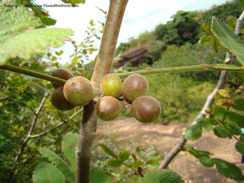 Bursera diversifolia, NMartinezM2420--MX. Chiapas. Jiquipilas. Cerro el Campanario. 14 Sep 08. 132.jpg