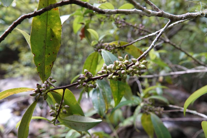 Rapanea faberi, D. Boufford 44108--China. Yunnan. Lao jun Shan. 30 Apr 2018. DSC00424 (305).JPG