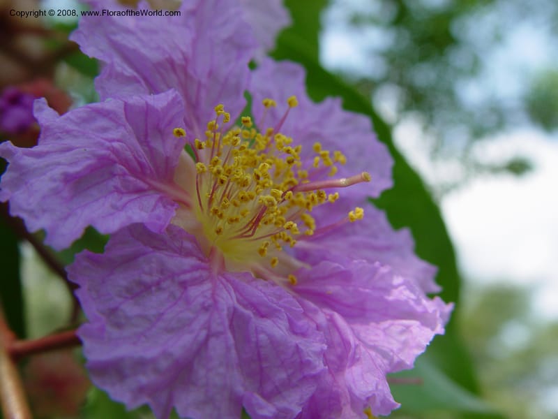 Lagerstroemia speciosa--Ghana. Aburi Botanic Garden. 10 Dec 03. 102.jpg