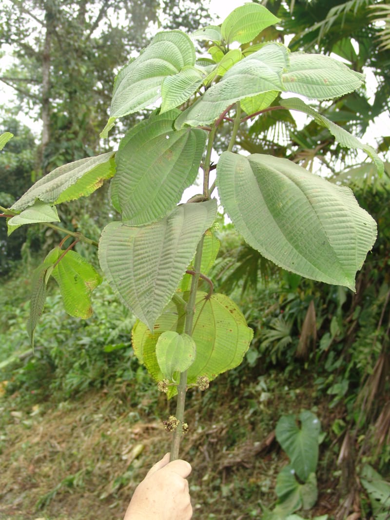Clidemia, Croat 93406--Ecuador. Prov. Cotopaxi. Guayacan-Pucayacu. 14 Aug 04. 027 (4).jpg