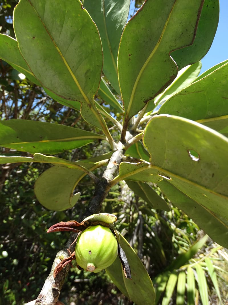 Strasburgeria robusta, Lowry, P 7371--New Caledonia. Mont Dzumac. 12 Nov 2015. DSC01563 (154).JPG