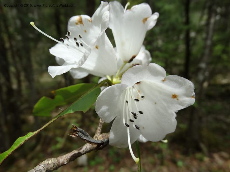 Rhododendron, Boufford, D 43643--China. Sichuan. XiaYingShan to XiangZhai. 10 May 2014. DSC05109 (151).JPG