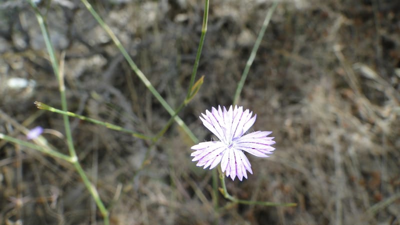 Dianthus strictus, A. G. Miller coll.--Iraq. Kurdistan. Shakh-i Pira Magun. 10 June 2010. 240 (5).jpg