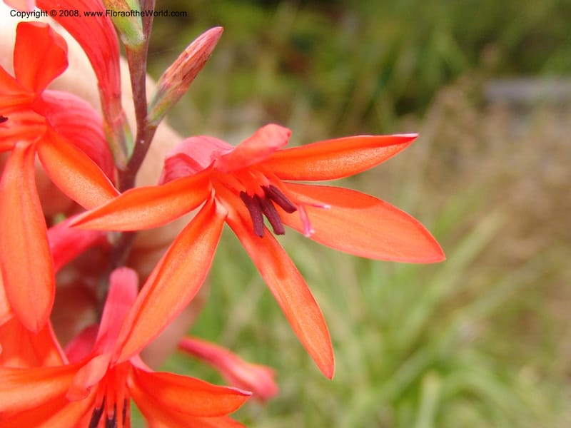 Watsonia fulgens--CA. San Francisco Arbor. 3 Jul 07. 224.jpg