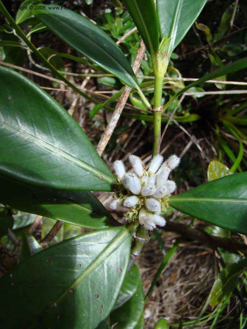 Psychotria, JMunzinger4807--N.Caled. Plateau de Poro. 16 Nov 07. 060.jpg