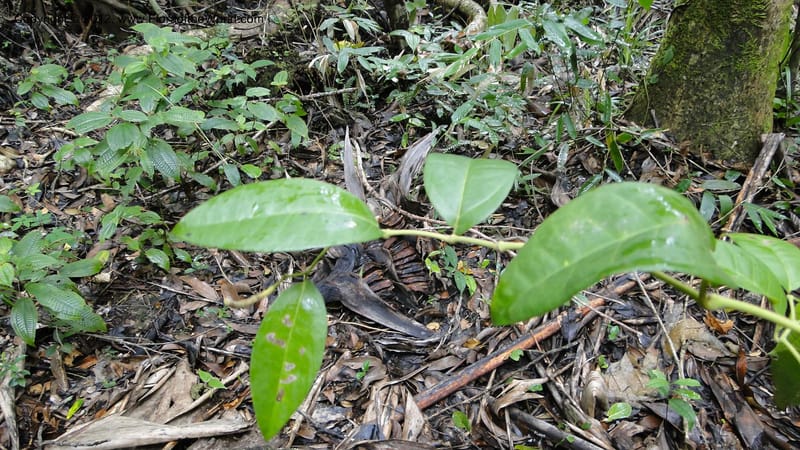 Piper pyrifolium, A. Ramahefaharivelo 163--Madagascar. Ambolotara. Ambodini, Vatovavy. 3 May 2010 112 (6).jpg