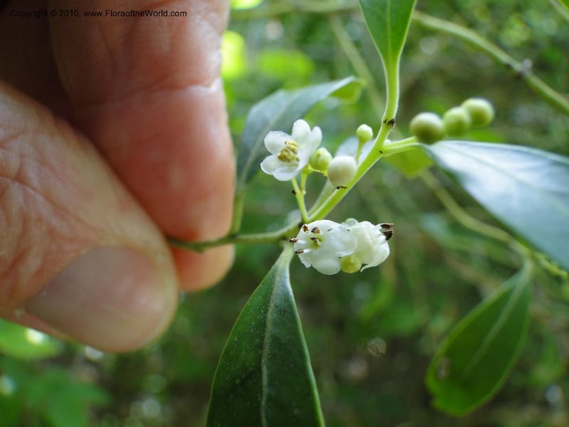 Ilex glabra, Mori, S 27396, USA, North Carolina, Johnson Co., Hwy 50, 3 km SE of Benson, 21 May 2010 (7).JPG