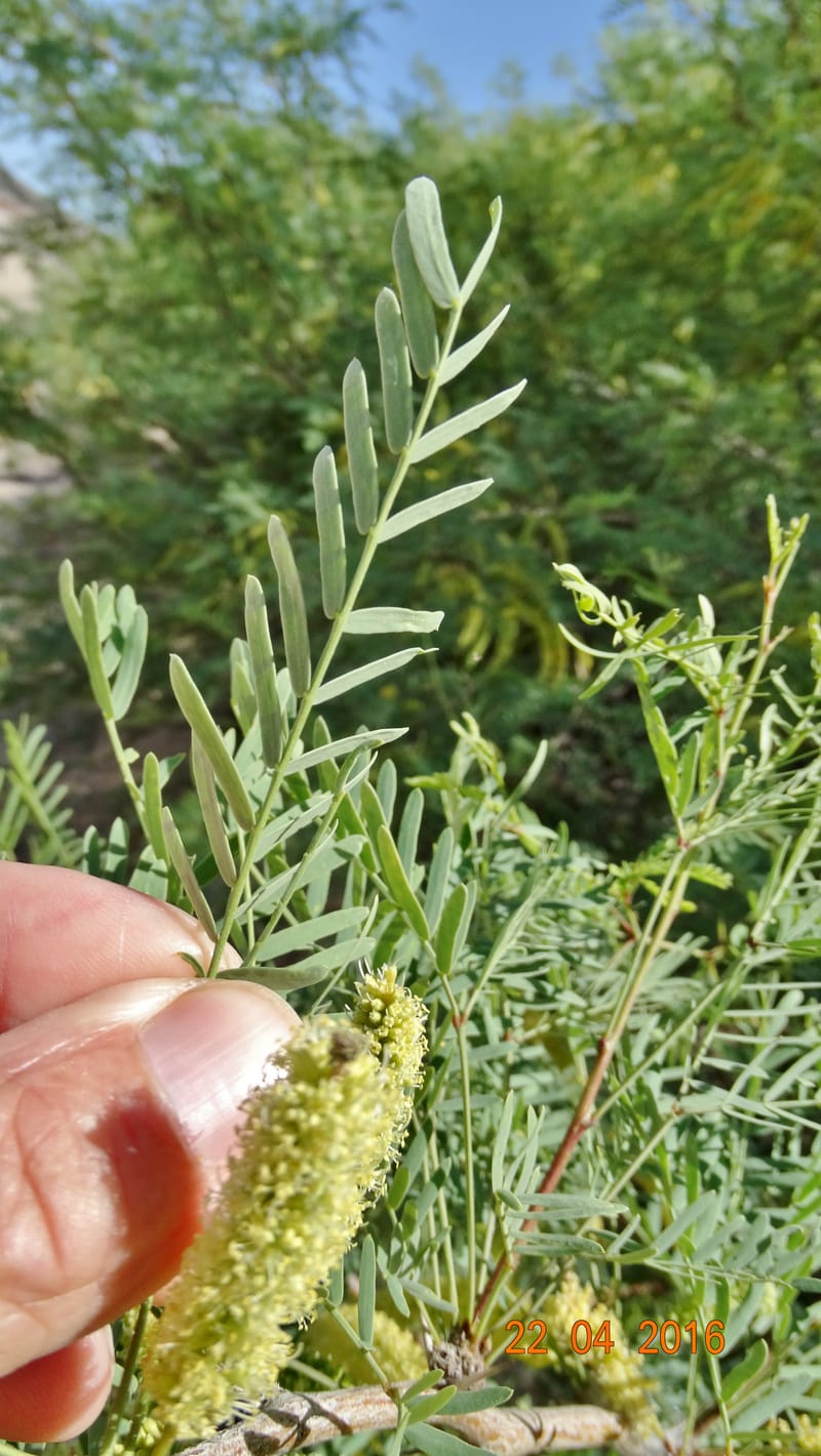 Prosopis glandulosa torreyana, Davidson, C 13168--California, Afton Canyon, 22 Apr 2016  8301 (12).JPG