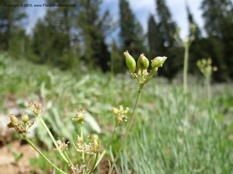 Lomatium graveolens, Mansfield, D 12-598--ID. Bear Lake Co. Mt. Sherman. 13 Jul 2012. DSC03473 (21).JPG