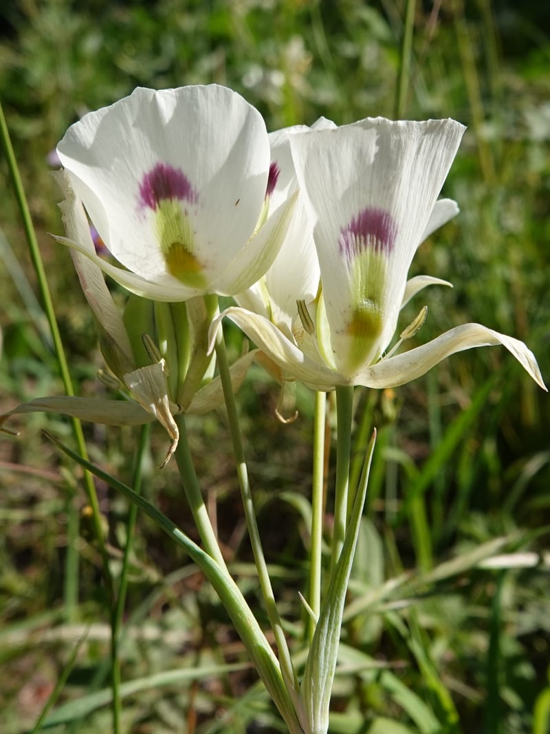 Calochortus eurycarpus, C. Davidson 13846--ID. Fremont Co. Sawtelle Pk. Stop 1. 30 Jul 2018. DSC07452 (56).JPG